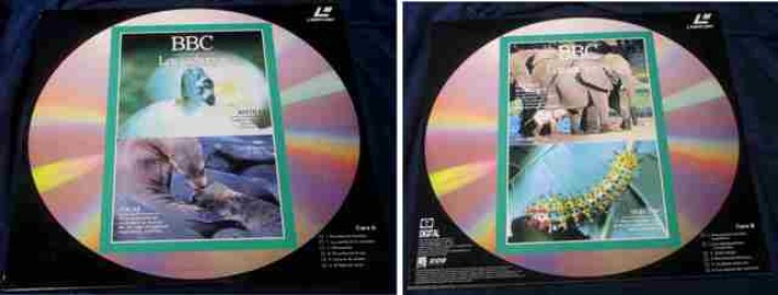 LASER DISC BBC LOS CACHORROS REPTILES FOCAS GRANDES MAMIFEROS INSECTOS